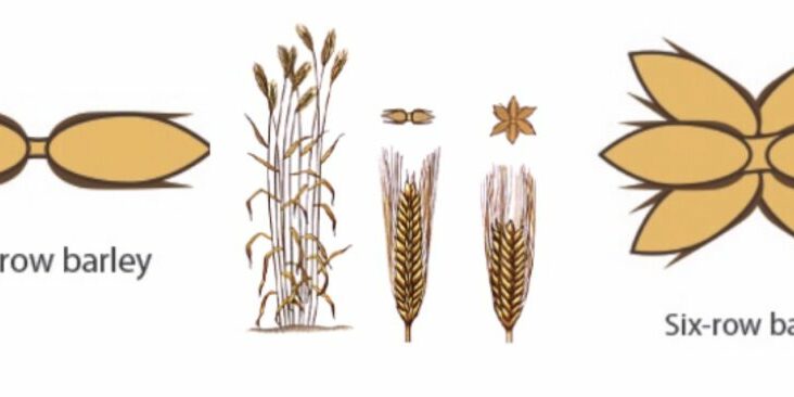 From Barley to Malt