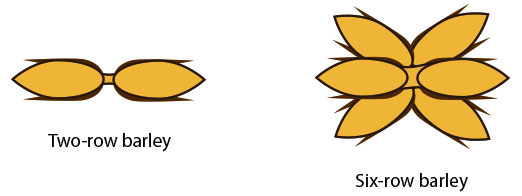 2-row and 6-row Barley