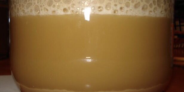Yeast Starter