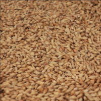 มอลต์ Castle Malting® Melano Malt.