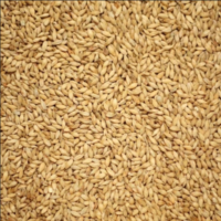 มอลต์ Castle Malting® Munich Malt.