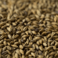 มอลต์ Gladfield Malt – Biscuit Malt.