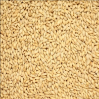 มอลต์ Castle Malting® Pale Malt.