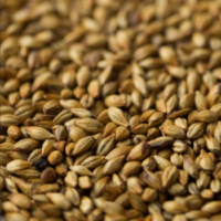 มอลต์ Gladfield Malt – Medium Crystal Malt.