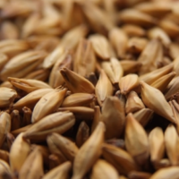 Weyermann® CARAHELL®